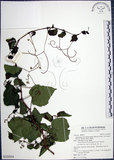 中文名:漢氏山葡萄(S125554)學名:Ampelopsis brevipedunculata (Maxim.)Trautv. var. hancei (Planch.) Rehder(S125554)