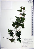 中文名:漢氏山葡萄(S125616)學名:Ampelopsis brevipedunculata (Maxim.)Trautv. var. hancei (Planch.) Rehder(S125616)
