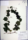 中文名:漢氏山葡萄(S126215)學名:Ampelopsis brevipedunculata (Maxim.)Trautv. var. hancei (Planch.) Rehder(S126215)