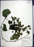 中文名:漢氏山葡萄(S126228)學名:Ampelopsis brevipedunculata (Maxim.)Trautv. var. hancei (Planch.) Rehder(S126228)