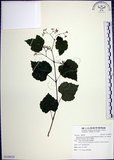 中文名:漢氏山葡萄(S128523)學名:Ampelopsis brevipedunculata (Maxim.)Trautv. var. hancei (Planch.) Rehder(S128523)