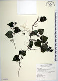中文名:漢氏山葡萄(S129521)學名:Ampelopsis brevipedunculata (Maxim.)Trautv. var. hancei (Planch.) Rehder(S129521)