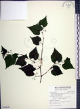 中文名:漢氏山葡萄(S129640)學名:Ampelopsis brevipedunculata (Maxim.)Trautv. var. hancei (Planch.) Rehder(S129640)