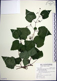 中文名:漢氏山葡萄(S129775)學名:Ampelopsis brevipedunculata (Maxim.)Trautv. var. hancei (Planch.) Rehder(S129775)