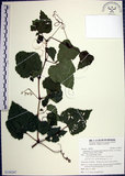 中文名:漢氏山葡萄(S138247)學名:Ampelopsis brevipedunculata (Maxim.)Trautv. var. hancei (Planch.) Rehder(S138247)