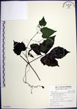 中文名:漢氏山葡萄(S138984)學名:Ampelopsis brevipedunculata (Maxim.)Trautv. var. hancei (Planch.) Rehder(S138984)