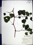 中文名:漢氏山葡萄(S140845)學名:Ampelopsis brevipedunculata (Maxim.)Trautv. var. hancei (Planch.) Rehder(S140845)