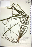 中文名:麥門冬(S010162)學名:Liriope spicata (Thunb.) Lour.(S010162)
