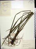 中文名:麥門冬(S057469)學名:Liriope spicata (Thunb.) Lour.(S057469)