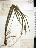 中文名:麥門冬(S061627)學名:Liriope spicata (Thunb.) Lour.(S061627)