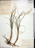 中文名:麥門冬(S061740)學名:Liriope spicata (Thunb.) Lour.(S061740)