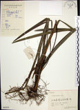 中文名:麥門冬(S062070)學名:Liriope spicata (Thunb.) Lour.(S062070)