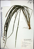 中文名:麥門冬(S063333)學名:Liriope spicata (Thunb.) Lour.(S063333)