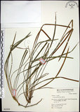 中文名:麥門冬(S063858)學名:Liriope spicata (Thunb.) Lour.(S063858)