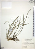 中文名:麥門冬(S064338)學名:Liriope spicata (Thunb.) Lour.(S064338)