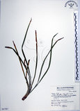 中文名:麥門冬(S067987)學名:Liriope spicata (Thunb.) Lour.(S067987)