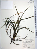 中文名:麥門冬(S068736)學名:Liriope spicata (Thunb.) Lour.(S068736)
