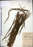 中文名:麥門冬(S079352)學名:Liriope spicata (Thunb.) Lour.(S079352)