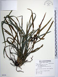中文名:麥門冬(S085330)學名:Liriope spicata (Thunb.) Lour.(S085330)