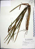中文名:麥門冬(S088934)學名:Liriope spicata (Thunb.) Lour.(S088934)