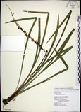 中文名:麥門冬(S090398)學名:Liriope spicata (Thunb.) Lour.(S090398)