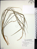 中文名:麥門冬(S091665)學名:Liriope spicata (Thunb.) Lour.(S091665)