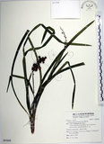 中文名:麥門冬(S095688)學名:Liriope spicata (Thunb.) Lour.(S095688)