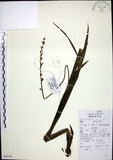 中文名:麥門冬(S099701)學名:Liriope spicata (Thunb.) Lour.(S099701)