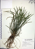 中文名:麥門冬(S118630)學名:Liriope spicata (Thunb.) Lour.(S118630)