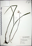中文名:麥門冬(S124310)學名:Liriope spicata (Thunb.) Lour.(S124310)