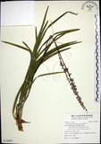 中文名:麥門冬(S126065)學名:Liriope spicata (Thunb.) Lour.(S126065)