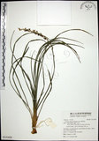 中文名:麥門冬(S131839)學名:Liriope spicata (Thunb.) Lour.(S131839)