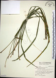 中文名:麥門冬(S141277)學名:Liriope spicata (Thunb.) Lour.(S141277)