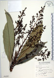 中文名:臺東漆樹(S014387)學名:Semecarpus gigantifolia Vidal(S014387)英文名:Giant-leaved marking-nut