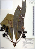 中文名:臺東漆樹(S049877)學名:Semecarpus gigantifolia Vidal(S049877)英文名:Giant-leaved marking-nut