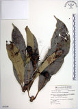 中文名:臺東漆樹(S054246)學名:Semecarpus gigantifolia Vidal(S054246)英文名:Giant-leaved marking-nut