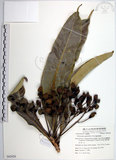 中文名:臺東漆樹(S062828)學名:Semecarpus gigantifolia Vidal(S062828)英文名:Giant-leaved marking-nut