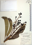 中文名:臺東漆樹(S065203)學名:Semecarpus gigantifolia Vidal(S065203)英文名:Giant-leaved marking-nut