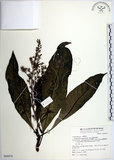 中文名:臺東漆樹(S068874)學名:Semecarpus gigantifolia Vidal(S068874)英文名:Giant-leaved marking-nut
