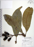 中文名:臺東漆樹(S079667)學名:Semecarpus gigantifolia Vidal(S079667)英文名:Giant-leaved marking-nut