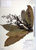 中文名:臺東漆樹(S085555)學名:Semecarpus gigantifolia Vidal(S085555)英文名:Giant-leaved marking-nut