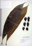 中文名:臺東漆樹(S109113)學名:Semecarpus gigantifolia Vidal(S109113)英文名:Giant-leaved marking-nut