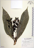 中文名:臺東漆樹(S121673)學名:Semecarpus gigantifolia Vidal(S121673)英文名:Giant-leaved marking-nut