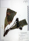 中文名:臺東漆樹(S132502)學名:Semecarpus gigantifolia Vidal(S132502)英文名:Giant-leaved marking-nut