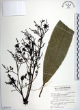 中文名:臺東漆樹(S142279)學名:Semecarpus gigantifolia Vidal(S142279)英文名:Giant-leaved marking-nut