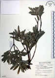 中文名:蘭嶼羅漢松(G000687)學名:Podocarpus costalis Presl(G000687)中文別名:大葉羅漢松英文名:Lanyu podocarp拉丁同物異名:Podocarpus macrophyllus (Thunb.) D. Don