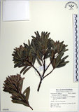 中文名:蘭嶼羅漢松(G000690)學名:Podocarpus costalis Presl(G000690)中文別名:大葉羅漢松英文名:Lanyu podocarp拉丁同物異名:Podocarpus macrophyllus (Thunb.) D. Don