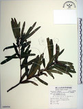 中文名:蘭嶼羅漢松(G000926)學名:Podocarpus costalis Presl(G000926)中文別名:大葉羅漢松英文名:Lanyu podocarp拉丁同物異名:Podocarpus macrophyllus (Thunb.) D. Don