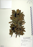 中文名:蘭嶼羅漢松(G001033)學名:Podocarpus costalis Presl(G001033)中文別名:大葉羅漢松英文名:Lanyu podocarp拉丁同物異名:Podocarpus macrophyllus (Thunb.) D. Don