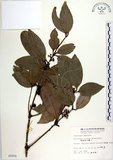 中文名:蘭嶼新木薑子(S005656)學名:Neolitsea villosa (Blume) Merr.(S005656)中文別名:白新木薑子拉丁同物異名:Neolitsea sericea (Bl.) Koidz.